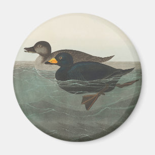Imán Audubon American Scoter Duck Classic