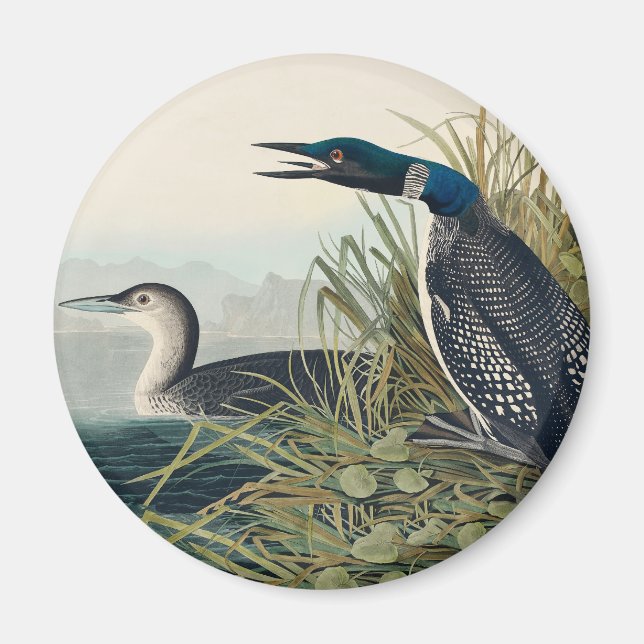Imán Audubon Bird Lodge Diver Classic (Frente)