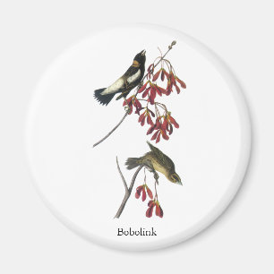 Imán Audubon Bobolink
