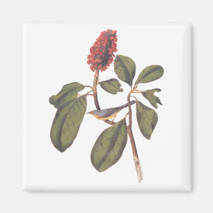 Imán Audubon Bonaparte Flycatcher Songbird y Magnolia