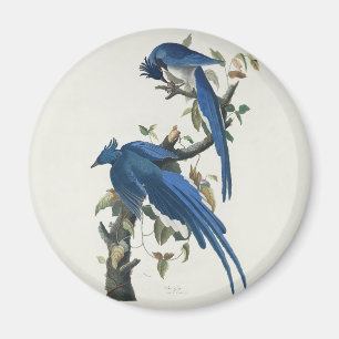 Imán Audubon Columbia Jay Black Thropie Magpie Jay