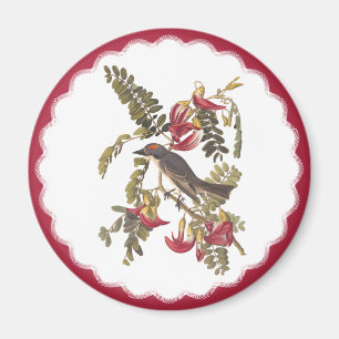 Imán Audubon Gray Tyrant Bird Vintplate Bookplate Art