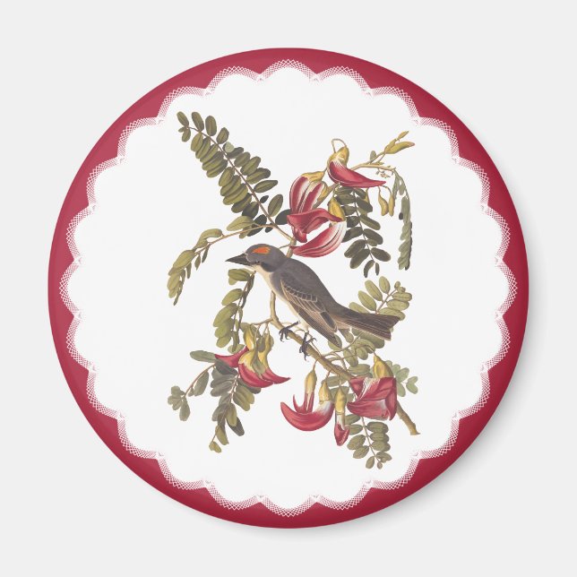 Imán Audubon Gray Tyrant Bird Vintplate Bookplate Art (Frente)