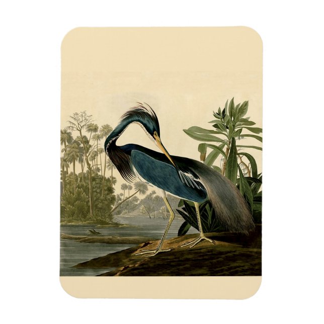 Imán Audubon Louisiana Heron Birds America Art (Vertical)