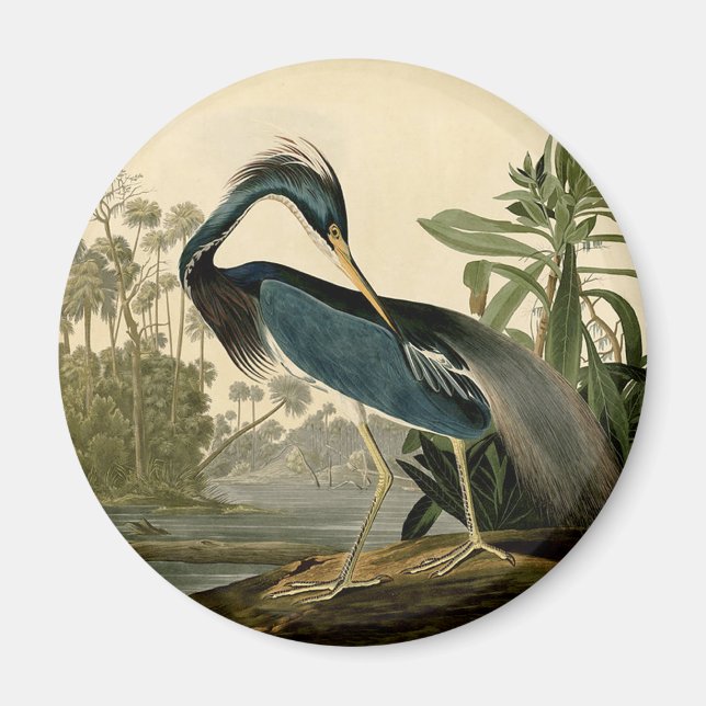 Imán Audubon Louisiana Heron Birds America Art (Frente)