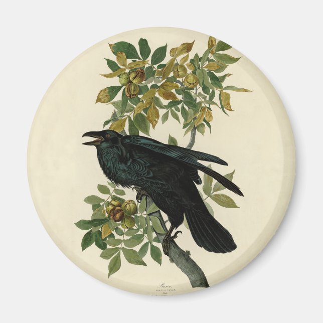 Imán Audubon Raven Bird Classic Artwork (Frente)