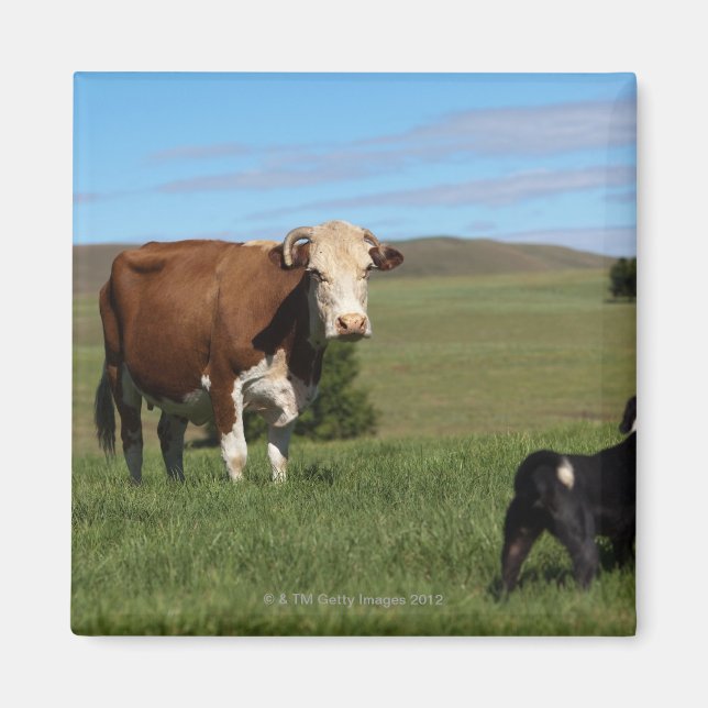 Imán Aunque las vacas y los perros son diferentes (Frente)