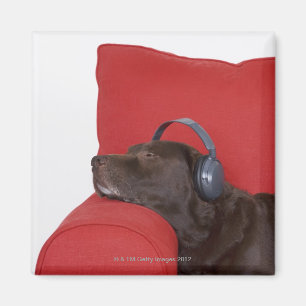 Imán Auriculares que llevan de Labrador que mienten en