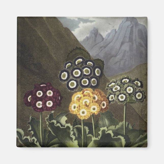 Imán Auriculas del Dr. John Robert Thornton (Frente)