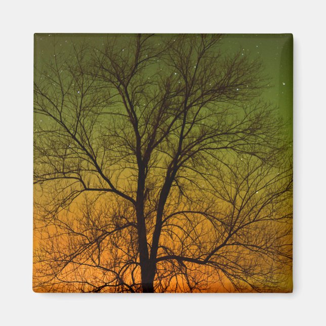 Imán Aurora Borealis y Cottonwood Tree (Frente)