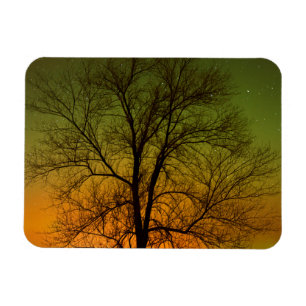 Imán Aurora Borealis y Cottonwood Tree