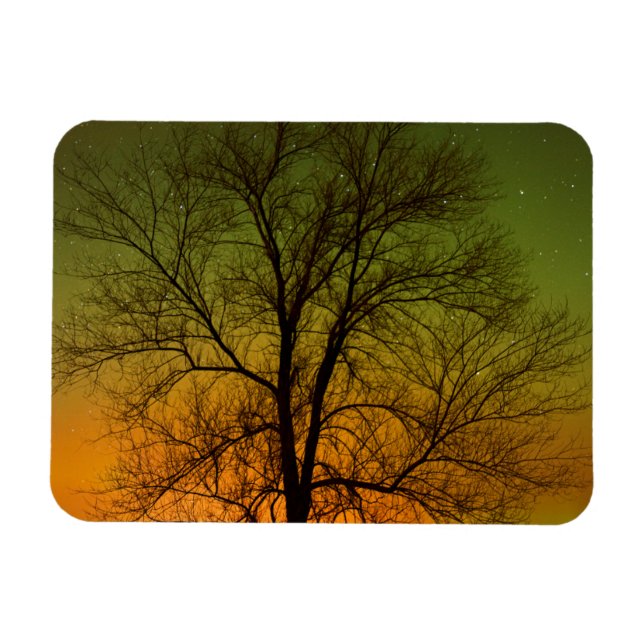 Imán Aurora Borealis y Cottonwood Tree (Horizontal)