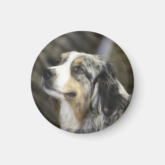 Imán Aussie (Frente)