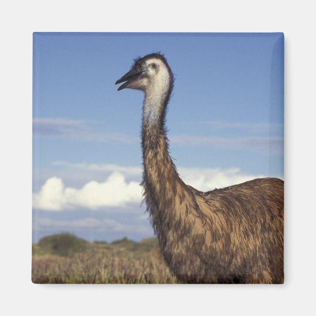 Imán Australia, Australia Occidental. Emu (Dromaius) (Frente)