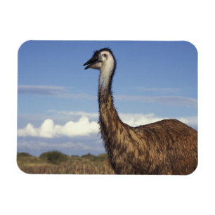 Imán Australia, Australia Occidental. Emu (Dromaius)