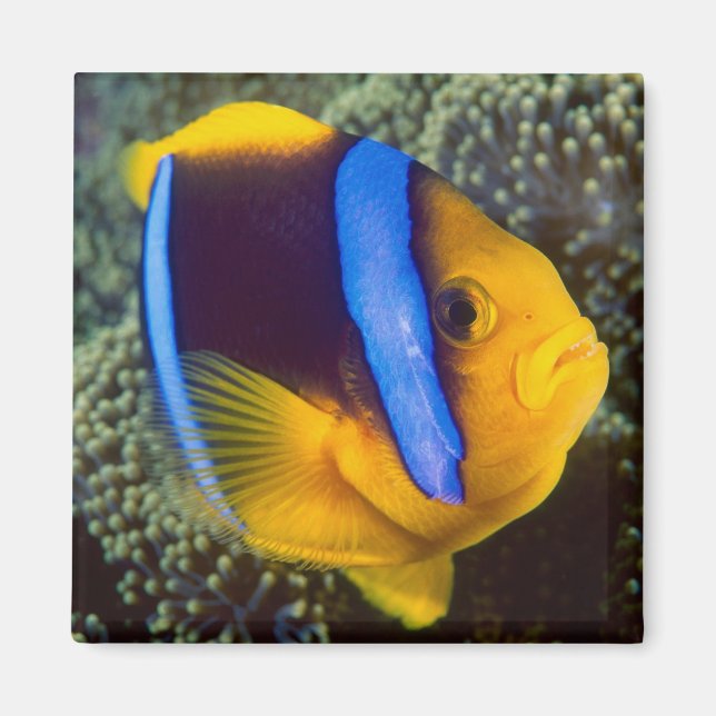 Imán Australia, Gran Barrera de Coral, pez payaso (Frente)