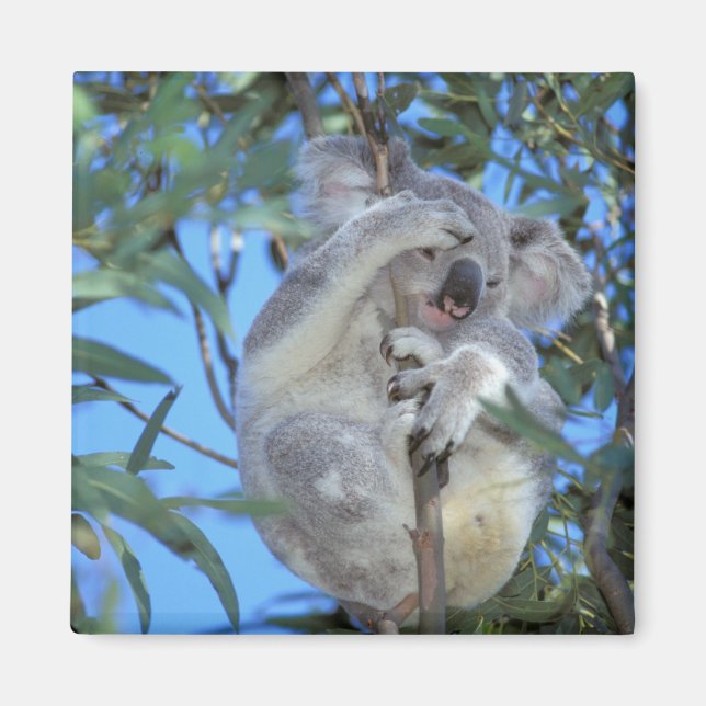 Imán Australia, Koala Phasclarctos Cinereus) (Frente)