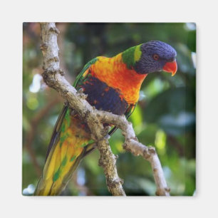 Imán Australia: Lorikeet Bird