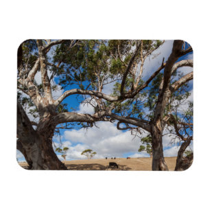 Imán Australia, Península de Fleurieu, Normanville