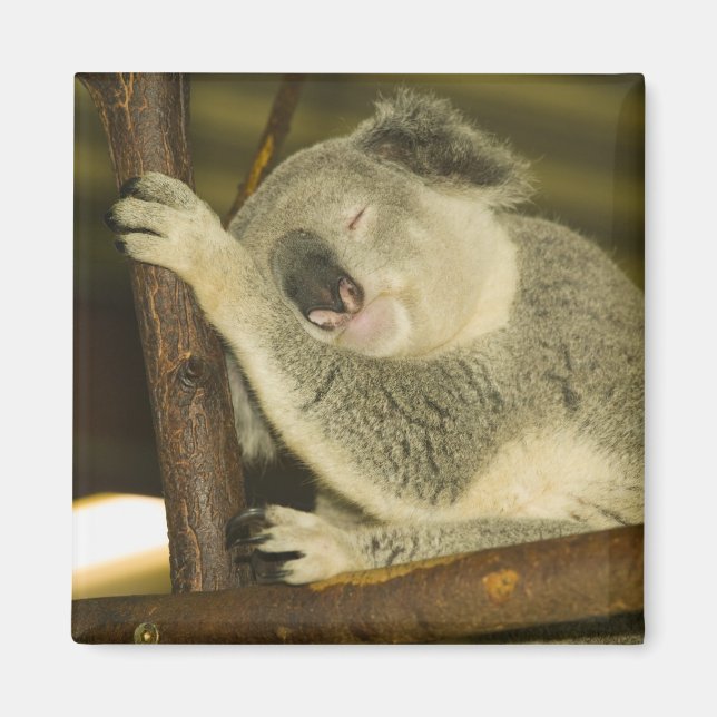 Imán Australia, Queensland, Brisbane. Árbol de fibras (Frente)