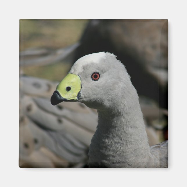 Imán Australian Cape Barren Goose (Frente)