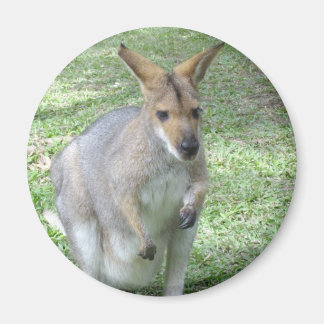 Imán Australian Wallaby Magnet