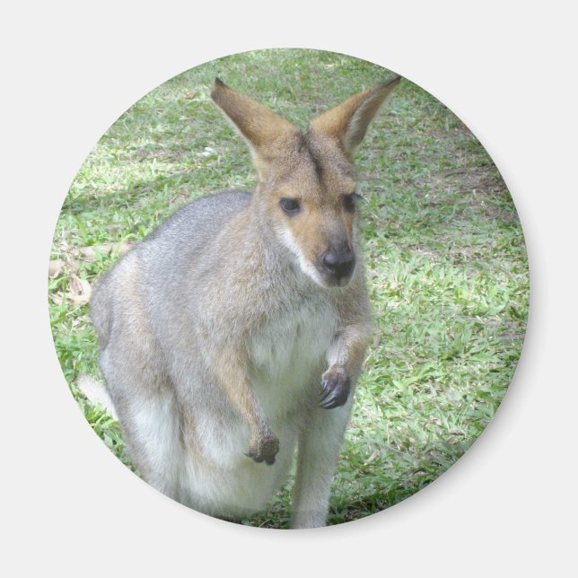 Imán Australian Wallaby Magnet (Frente)