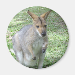 Imán australiano del Wallaby