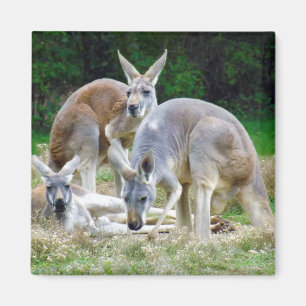 Imán Australiano KangaROOS que se relaja en el Sun
