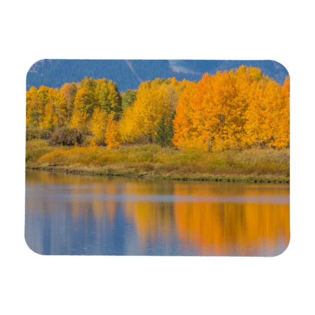 Imán Autumn Colored Aspen Trees (Horizontal)