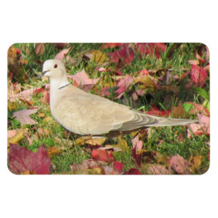 Imán Autumn Dove