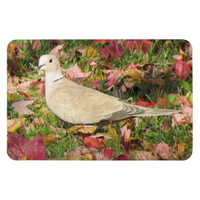 Imán Autumn Dove (Horizontal)
