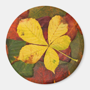 Imán Autumn Leaf Magnet