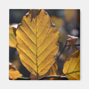 Imán Autumn Leaves Magnet
