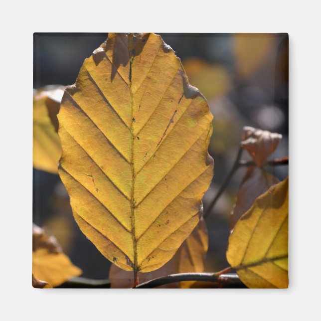 Imán Autumn Leaves Magnet (Frente)