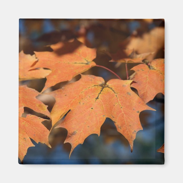 Imán Autumn Leaves Magnet (Frente)