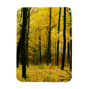 Imán Autumn Yellow Forest