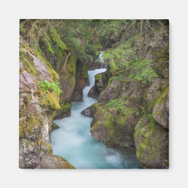 Imán Avalanche Creek, Parque Nacional Glacier, Montana (Frente)