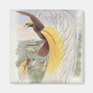 Imán Ave del paraíso, de 'pájaros de New Guinea