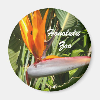 Imán Ave del paraíso, zoológico de Honolulu