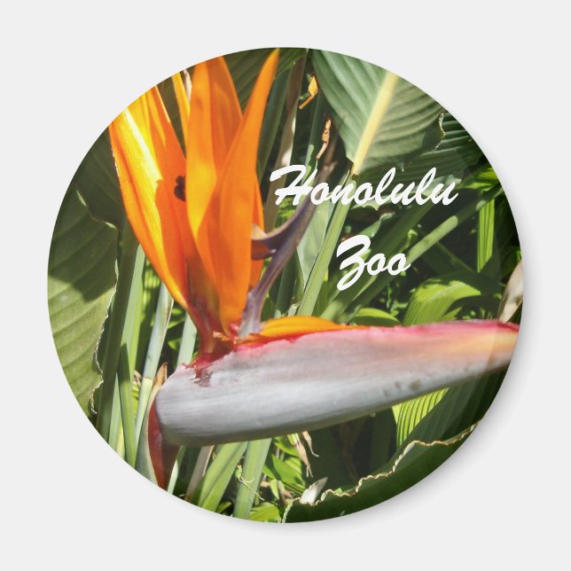 Imán Ave del paraíso, zoológico de Honolulu (Frente)