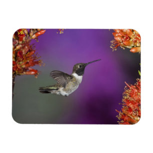 Imán Ave Humingbird, Archilochus alexandri,