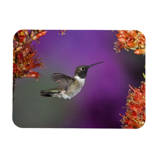 Imán Ave Humingbird, Archilochus alexandri, (Horizontal)