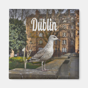 Imán Ave irlandesa en Dublín en la pared de ladrillos