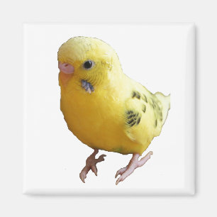 Imán Ave Mascota amigable de paracaídas amarillo lindo.