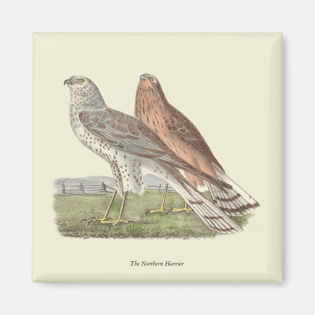 Imán Ave NY Harrier (Halcón de cola anillada) (Frente)
