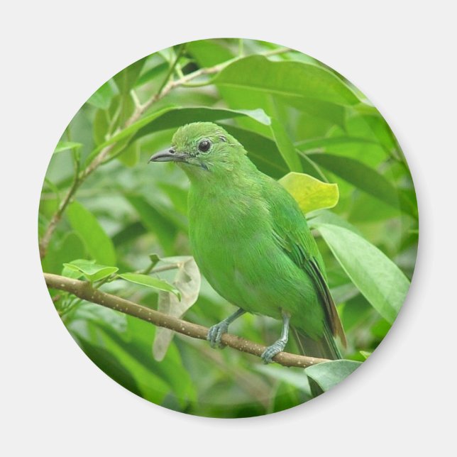 Imán Ave verde (Frente)