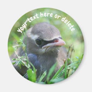 Imán Ave Waxwing Bebé Naturaleza Personalizada