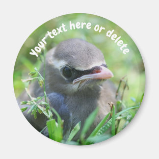 Imán Ave Waxwing Bebé Naturaleza Personalizada