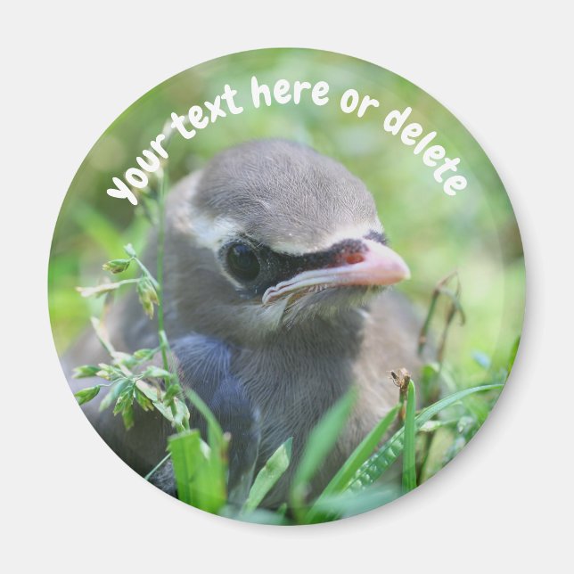 Imán Ave Waxwing Bebé Naturaleza Personalizada (Frente)